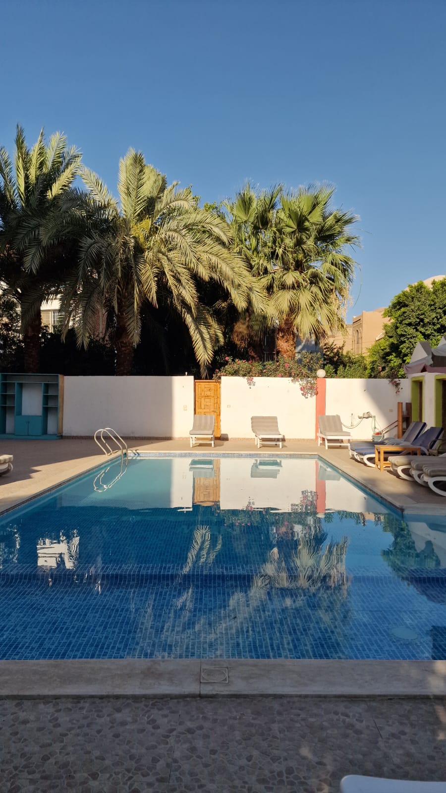 The swimming pool at Fayrouz Guest Home surrounded by palm trees, morning light