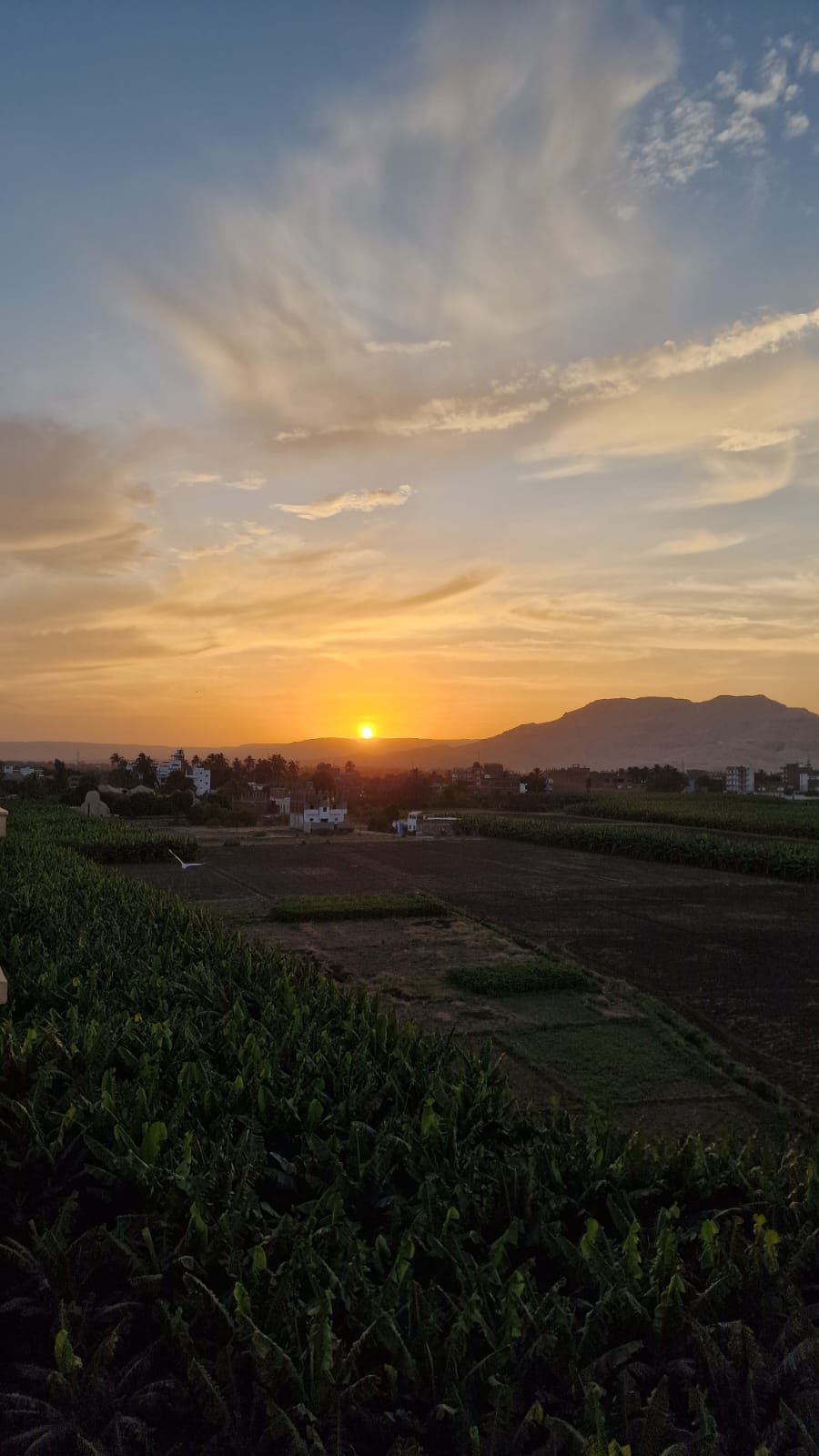 Sunset over the Theban Mountains and banana fields near Fayrouz Guest Home, West Bank, Luxor